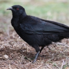 Corcorax melanorhamphos (White-winged Chough) at Red Hill Nature Reserve - 30 Aug 2023 by RodDeb