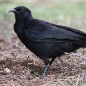 Corcorax melanorhamphos at Red Hill, ACT - 30 Aug 2023 01:15 PM