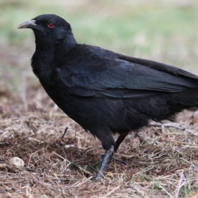 Corcorax melanorhamphos (White-winged Chough) at Red Hill Nature Reserve - 30 Aug 2023 by RodDeb