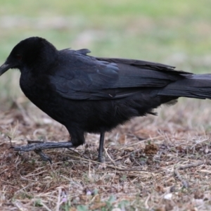 Corcorax melanorhamphos at Red Hill, ACT - 30 Aug 2023 01:15 PM