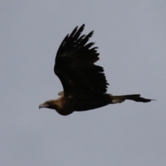 Aquila audax (Wedge-tailed Eagle) at Red Hill Nature Reserve - 30 Aug 2023 by RodDeb