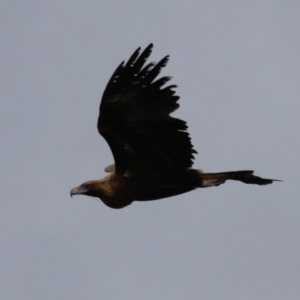 Aquila audax at Red Hill, ACT - 30 Aug 2023