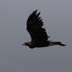 Aquila audax at Red Hill, ACT - 30 Aug 2023