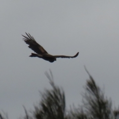 Aquila audax at Red Hill, ACT - 30 Aug 2023 01:26 PM