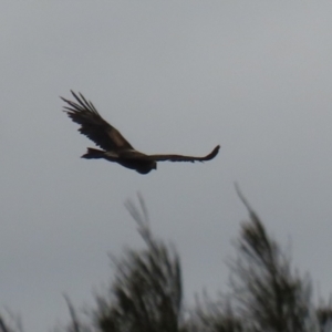 Aquila audax at Red Hill, ACT - 30 Aug 2023