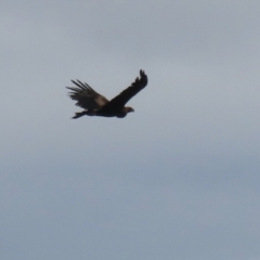 Aquila audax at Red Hill, ACT - 30 Aug 2023 01:26 PM