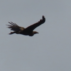 Aquila audax at Red Hill, ACT - 30 Aug 2023 01:26 PM