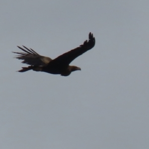 Aquila audax at Red Hill, ACT - 30 Aug 2023 01:26 PM