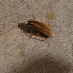 Blatella germanica (German Cockroach) at Holt, ACT - 30 Aug 2023 by trevorpreston