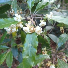 Pittosporum undulatum (Sweet Pittosporum) at Currarong - Abrahams Bosom Beach - 28 Aug 2023 by plants