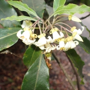 Pittosporum undulatum at Beecroft Peninsula, NSW - 29 Aug 2023