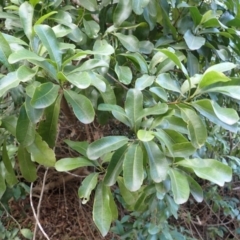 Acronychia oblongifolia (White Aspen, Yellow Wood) at Beecroft Peninsula, NSW - 29 Aug 2023 by plants