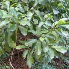 Acronychia oblongifolia (White Aspen, Yellow Wood) at Currarong - Abrahams Bosom Beach - 28 Aug 2023 by plants