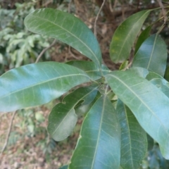 Acronychia oblongifolia at Beecroft Peninsula, NSW - 29 Aug 2023