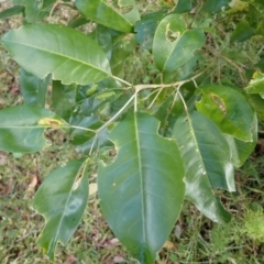 Sarcomelicope simplicifolia subsp. simplicifolia (Big Yellow Wood) at Currarong - Abrahams Bosom Beach - 28 Aug 2023 by plants