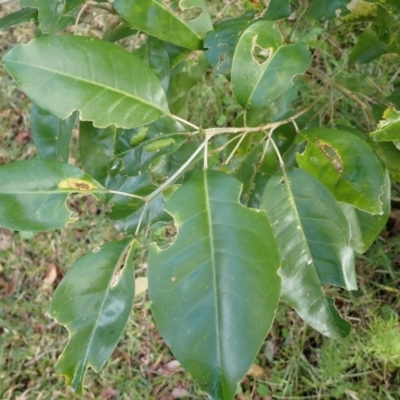 Sarcomelicope simplicifolia subsp. simplicifolia (Big Yellow Wood) at Beecroft Peninsula, NSW - 29 Aug 2023 by plants
