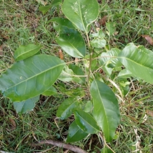 Sarcomelicope simplicifolia subsp. simplicifolia at Beecroft Peninsula, NSW - 29 Aug 2023