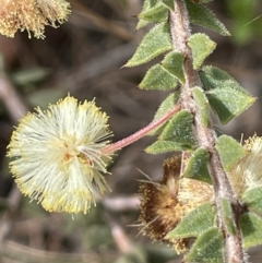 Acacia gunnii (Ploughshare Wattle) at Scott Nature Reserve - 30 Aug 2023 by JaneR