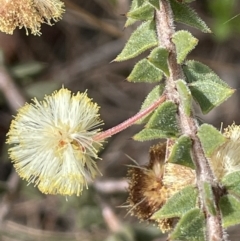 Acacia gunnii (Ploughshare Wattle) at QPRC LGA - 30 Aug 2023 by JaneR