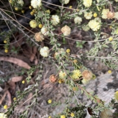 Acacia gunnii at Mulloon, NSW - 30 Aug 2023