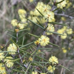 Acacia ulicifolia (Prickly Moses) at QPRC LGA - 30 Aug 2023 by JaneR