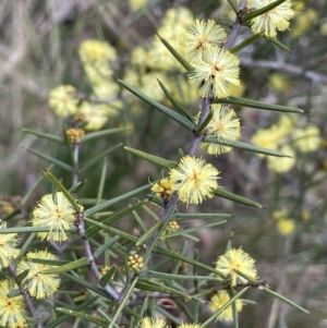 Acacia ulicifolia at Mulloon, NSW - 30 Aug 2023