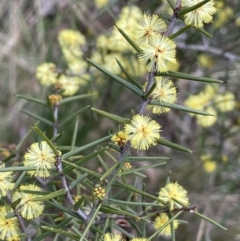 Acacia ulicifolia (Prickly Moses) at Scott Nature Reserve - 30 Aug 2023 by JaneR