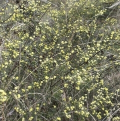 Acacia ulicifolia at Mulloon, NSW - 30 Aug 2023