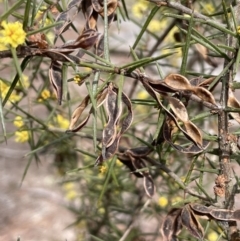 Acacia ulicifolia at Mulloon, NSW - 30 Aug 2023