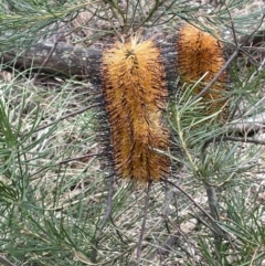Banksia spinulosa (Hairpin Banksia) at Scott Nature Reserve - 30 Aug 2023 by JaneR