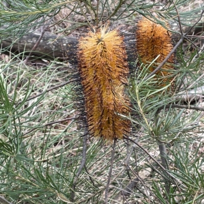 Banksia spinulosa (Hairpin Banksia) at Scott Nature Reserve - 30 Aug 2023 by JaneR