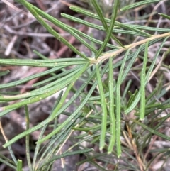 Banksia spinulosa at Mulloon, NSW - 30 Aug 2023