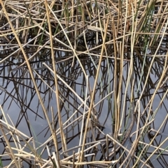 Eleocharis sphacelata (Tall Spike-rush) at Scott Nature Reserve - 30 Aug 2023 by JaneR