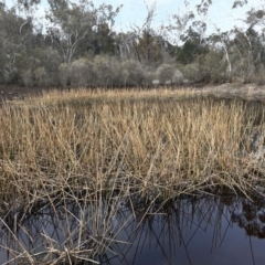 Eleocharis sphacelata at Mulloon, NSW - 30 Aug 2023 10:52 AM