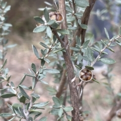 Leptospermum myrtifolium (Myrtle Teatree) at Scott Nature Reserve - 30 Aug 2023 by JaneR