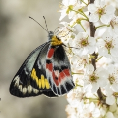 Delias harpalyce (Imperial Jezebel) at Paddys River, ACT - 30 Aug 2023 by Johnpic