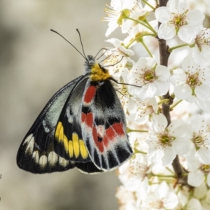 Delias harpalyce at Paddys River, ACT - 30 Aug 2023