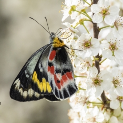 Delias harpalyce (Imperial Jezebel) at Paddys River, ACT - 30 Aug 2023 by Johnpic