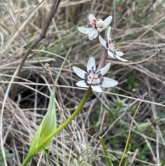 Wurmbea dioica subsp. dioica (Early Nancy) at QPRC LGA - 30 Aug 2023 by JaneR