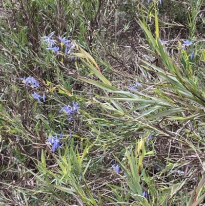 Stypandra glauca (Nodding Blue Lily) at Mulloon, NSW - 30 Aug 2023 by JaneR