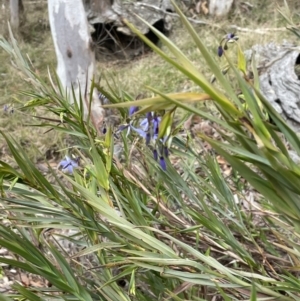 Stypandra glauca at Mulloon, NSW - 30 Aug 2023
