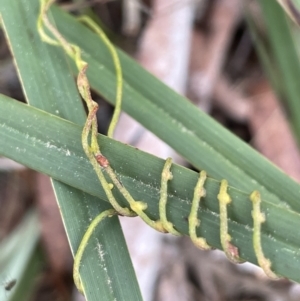 Cassytha pubescens at Mulloon, NSW - 30 Aug 2023