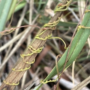 Cassytha pubescens at Mulloon, NSW - 30 Aug 2023