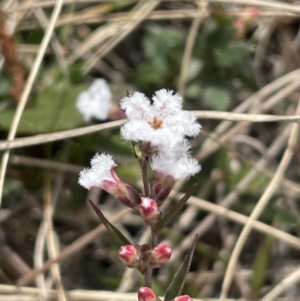 Leucopogon virgatus at Mulloon, NSW - 30 Aug 2023 02:03 PM