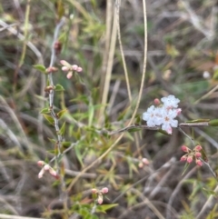 Leucopogon virgatus at Mulloon, NSW - 30 Aug 2023 02:03 PM