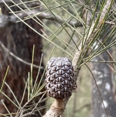 Allocasuarina littoralis (Black She-oak) at Scott Nature Reserve - 30 Aug 2023 by JaneR