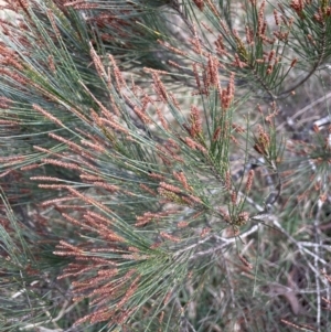 Allocasuarina littoralis at Mulloon, NSW - 30 Aug 2023 10:29 AM