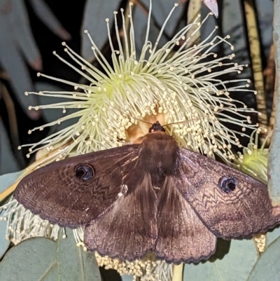 Dasypodia selenophora (Southern old lady moth) at Leinster, WA - 30 Aug 2023 by HelenCross