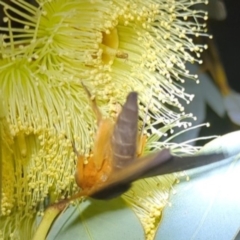 Dasypodia selenophora at Leinster, WA - 30 Aug 2023 10:08 PM