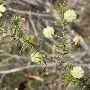 Acacia ulicifolia at Mulloon, NSW - 30 Aug 2023